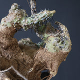 【ベアルート】 A.アクレアータ 85