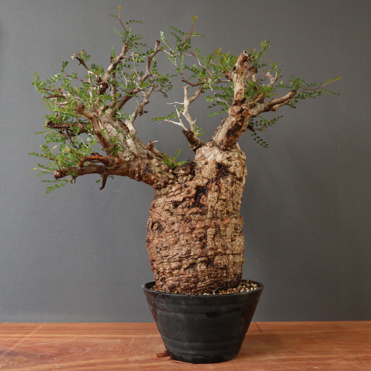 塊根植物 – 8ページ目 – TaiShoDo ONLINE SHOP