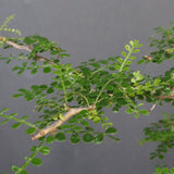 O.パキプス (実生) 871