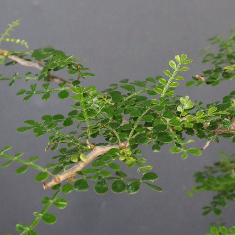 O.パキプス (実生) 871