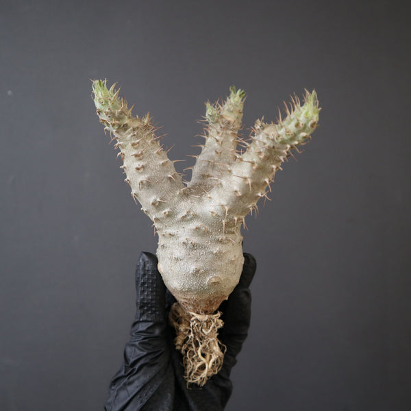 塊根植物 – TaiShoDo ONLINE SHOP