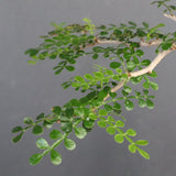 O.パキプス (実生) 871