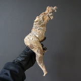 【ベアルート】 A.アクレアータ 84