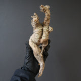 【ベアルート】 A.アクレアータ 84