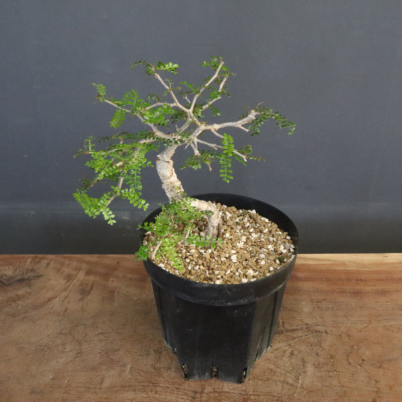 O.パキプス (実生) 864 – TaiShoDo ONLINE SHOP