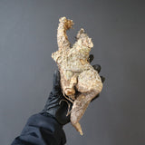 【ベアルート】 A.アクレアータ 84