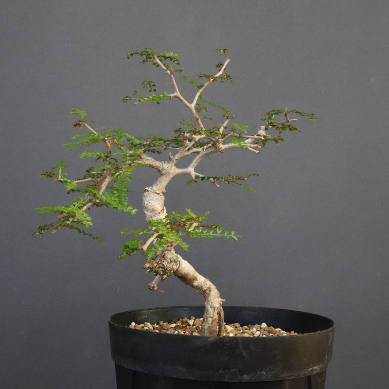 O.パキプス (実生) 864 – TaiShoDo ONLINE SHOP