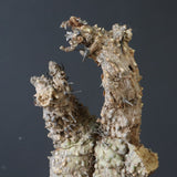 【ベアルート】 A.アクレアータ 84