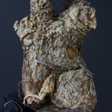 【ベアルート】 A.アクレアータ 84