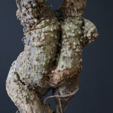 【ベアルート】 A.アクレアータ 84