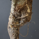 【ベアルート】 A.アクレアータ 84