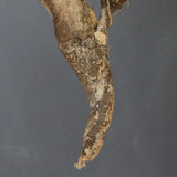 【ベアルート】 A.アクレアータ 84