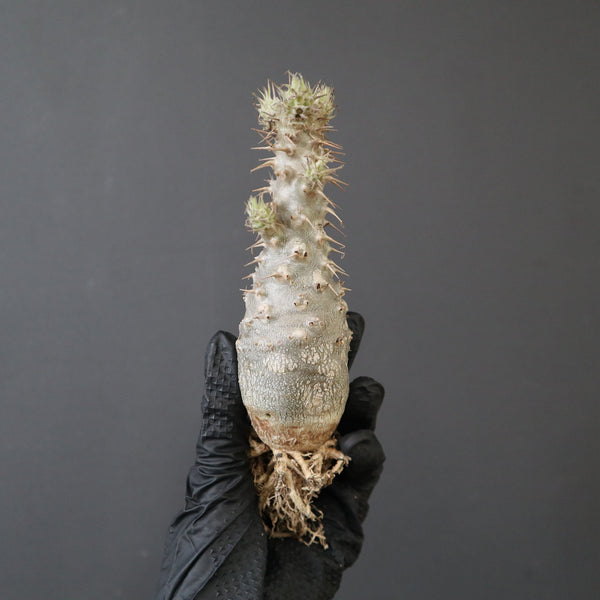 TaiShoDo ONLINE SHOP 塊根植物 多肉植物通販