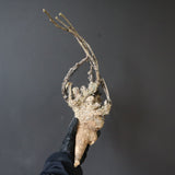 【ベアルート】 A.アクレアータ 82