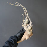 【ベアルート】 A.アクレアータ 82