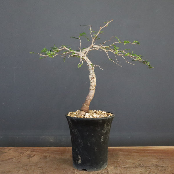 O.パキプス (実生) 863