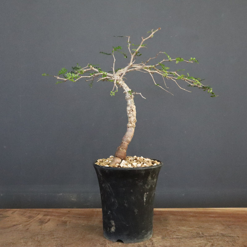 O.パキプス (実生) 863