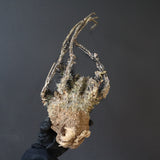 【ベアルート】 A.アクレアータ 82