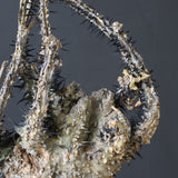 【ベアルート】 A.アクレアータ 82