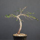 O.パキプス (実生) 863