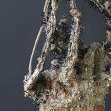 【ベアルート】 A.アクレアータ 82