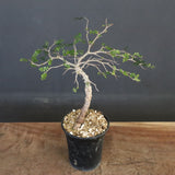 O.パキプス (実生) 863