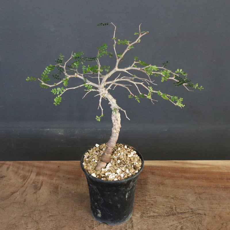 O.パキプス (実生) 863