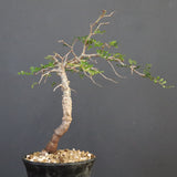 O.パキプス (実生) 863