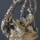 【ベアルート】 A.アクレアータ 82