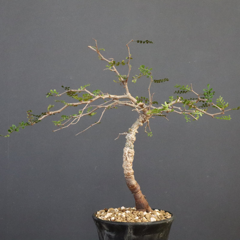 O.パキプス (実生) 863