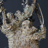 【ベアルート】 A.アクレアータ 82