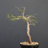 O.パキプス (実生) 863