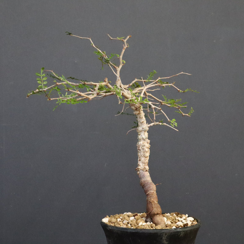 O.パキプス (実生) 863