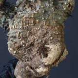 【ベアルート】 A.アクレアータ 82