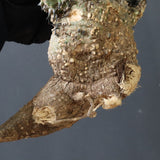 【ベアルート】 A.アクレアータ 82