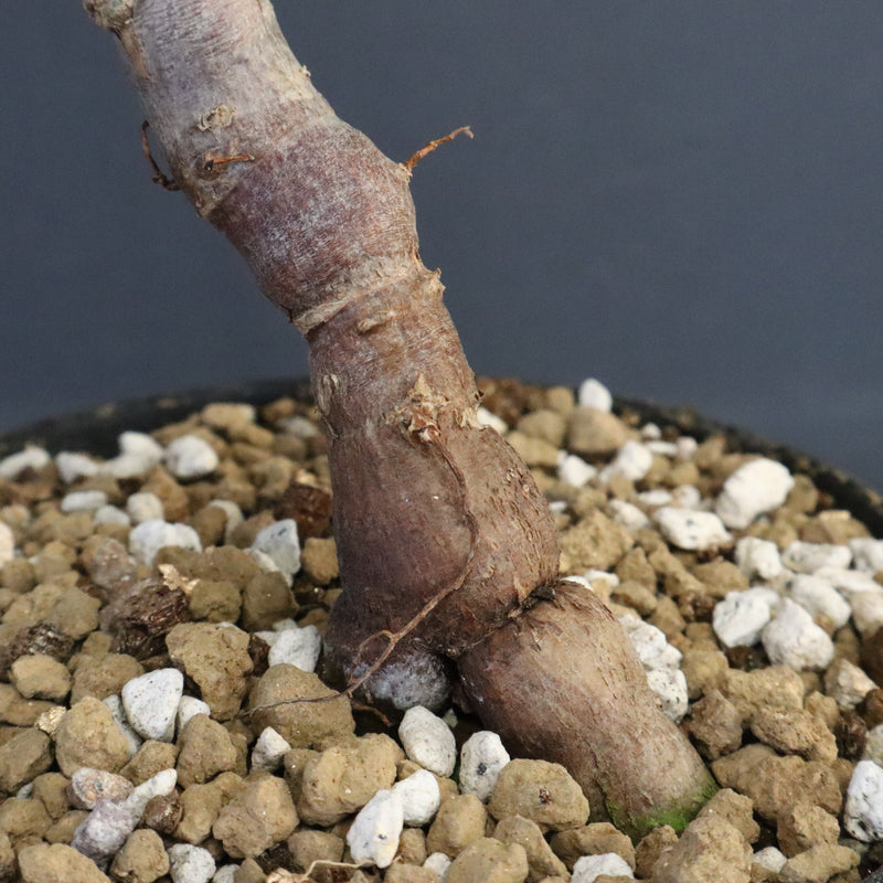 O.パキプス (実生) 863