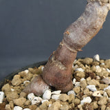 O.パキプス (実生) 863