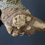 【ベアルート】 A.アクレアータ 82