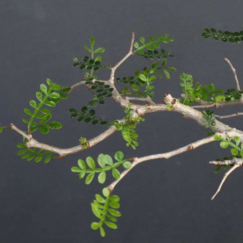 O.パキプス (実生) 863