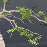 O.パキプス (実生) 863