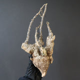 【ベアルート】 A.アクレアータ 83