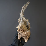 【ベアルート】 A.アクレアータ 83