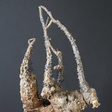 【ベアルート】 A.アクレアータ 83