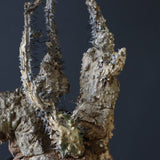 【ベアルート】 A.アクレアータ 83