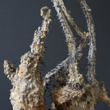 【ベアルート】 A.アクレアータ 83