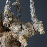 【ベアルート】 A.アクレアータ 83