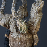 【ベアルート】 A.アクレアータ 83