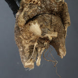 【ベアルート】 A.アクレアータ 83