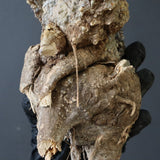 【ベアルート】 A.アクレアータ 83