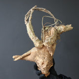 【ベアルート】 A.アクレアータ 81